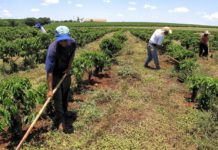 Setor agropecuário paulista registra redução de empregados e salários em Junho