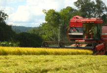 CEPEA/USP: Agronegócio registra aumento da informalidade