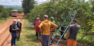MPT resgata trabalhadores em condições análoga à escravidão em Lucianópolis -SP
