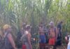 Força-tarefa resgata 57 pessoas de trabalho escravo em Ilha Solteira (SP)